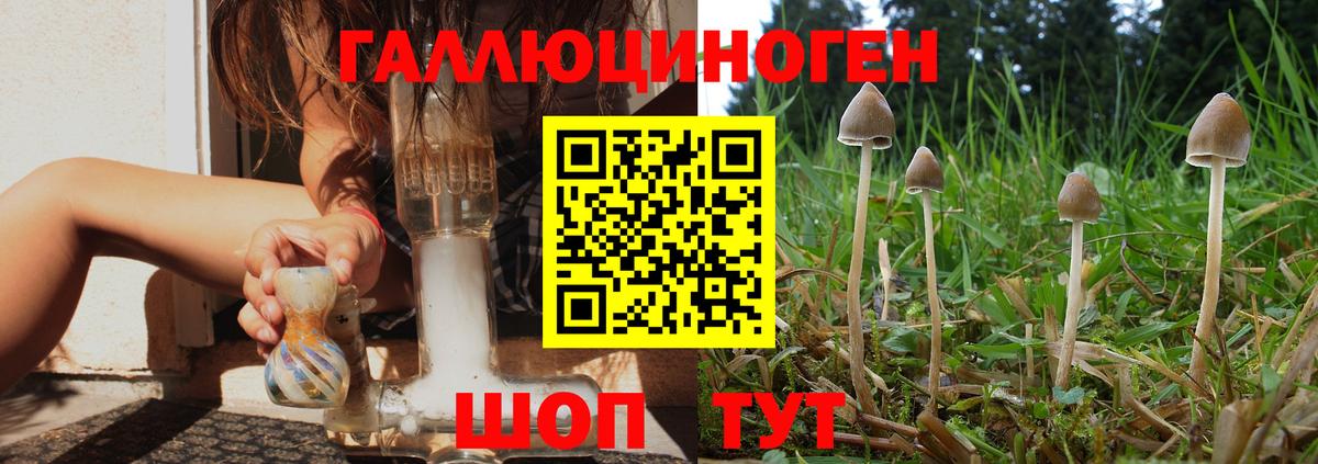 Псилоцибиновые грибы Psilocybe Знаменск